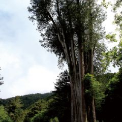 雪山神木是樹齡1400年的紅檜，高聳挺拔、枝葉蒼翠。
